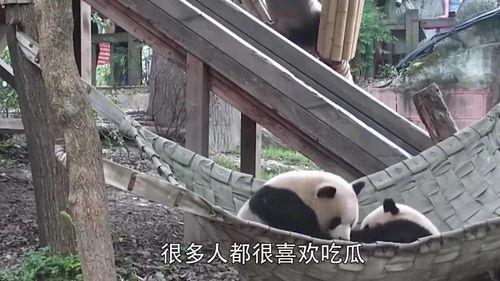 吃瓜群众不嫌事大什么意思,揭秘网络热议背后的真相